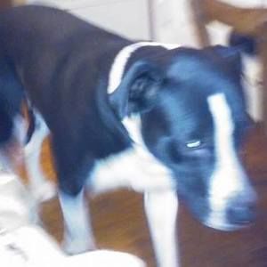 Meet your Posher, Arindray